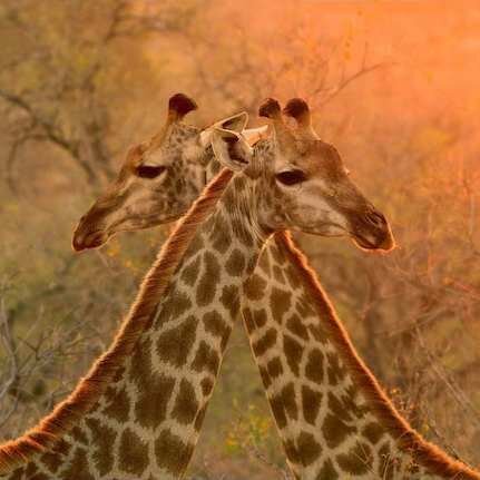 Giraffe on Safari South Africa