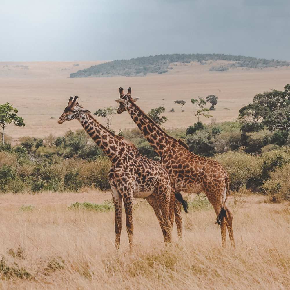 giraffe-safari-south-africa-theprivatetraveller.jpg