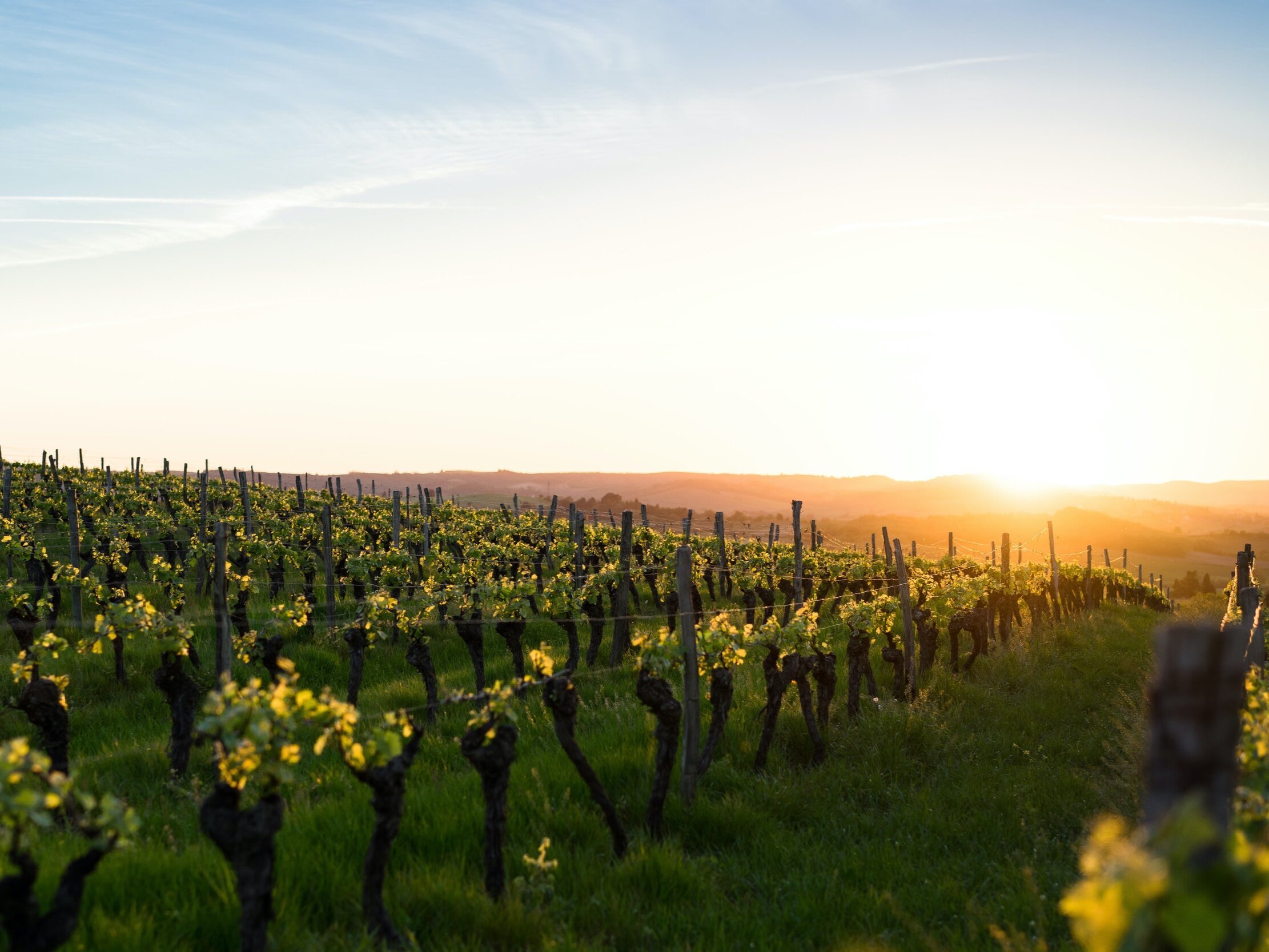 The Vines Resort &amp; Spa Mendoza Review | Luxury Wine Country Escape in Argentina