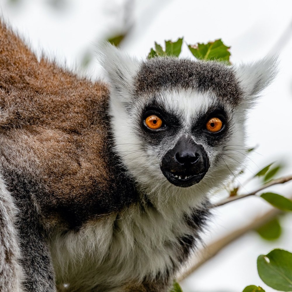  Madagascar travel itinerary, The Private Traveller website. 