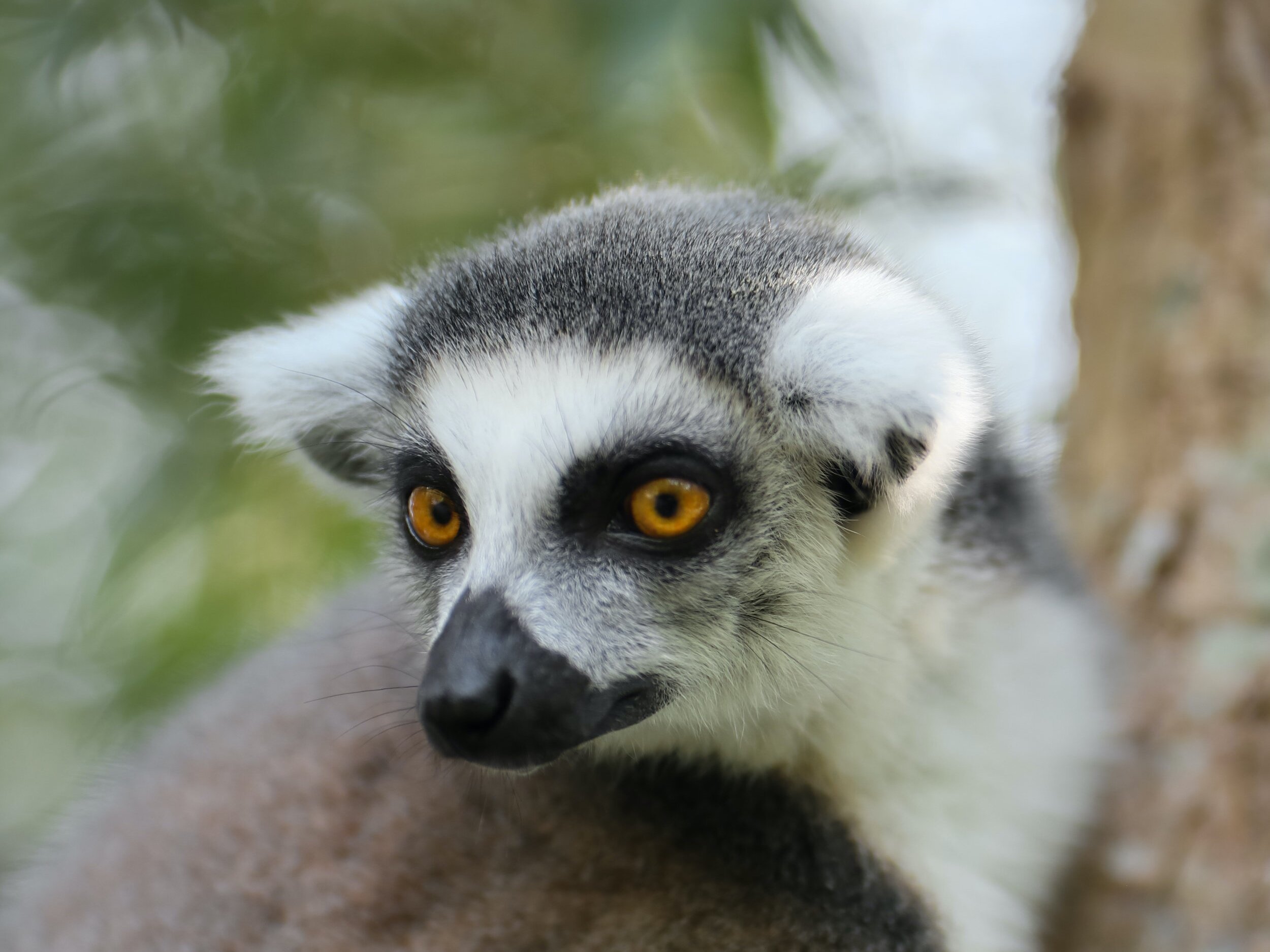 Indulgence in the Wild: Unveiling Madagascar's Luxury Travel Secrets