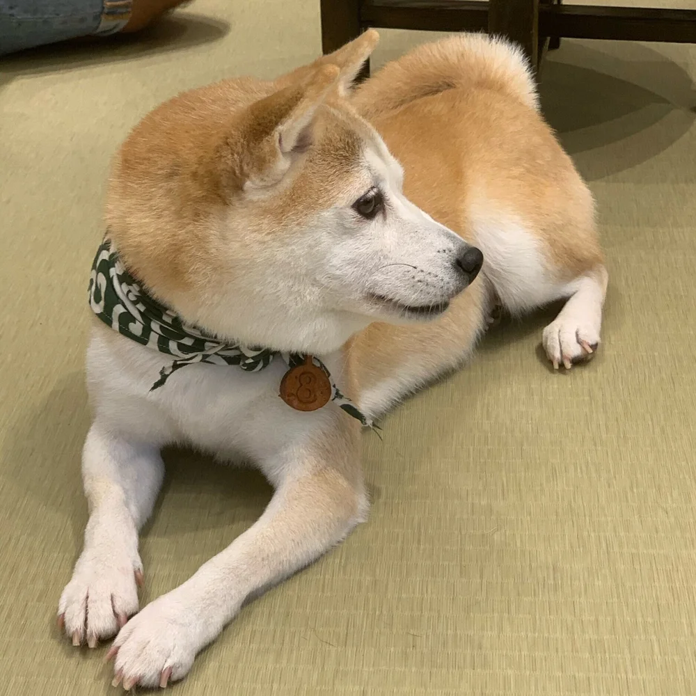 Not unfriendly, but quite aloof