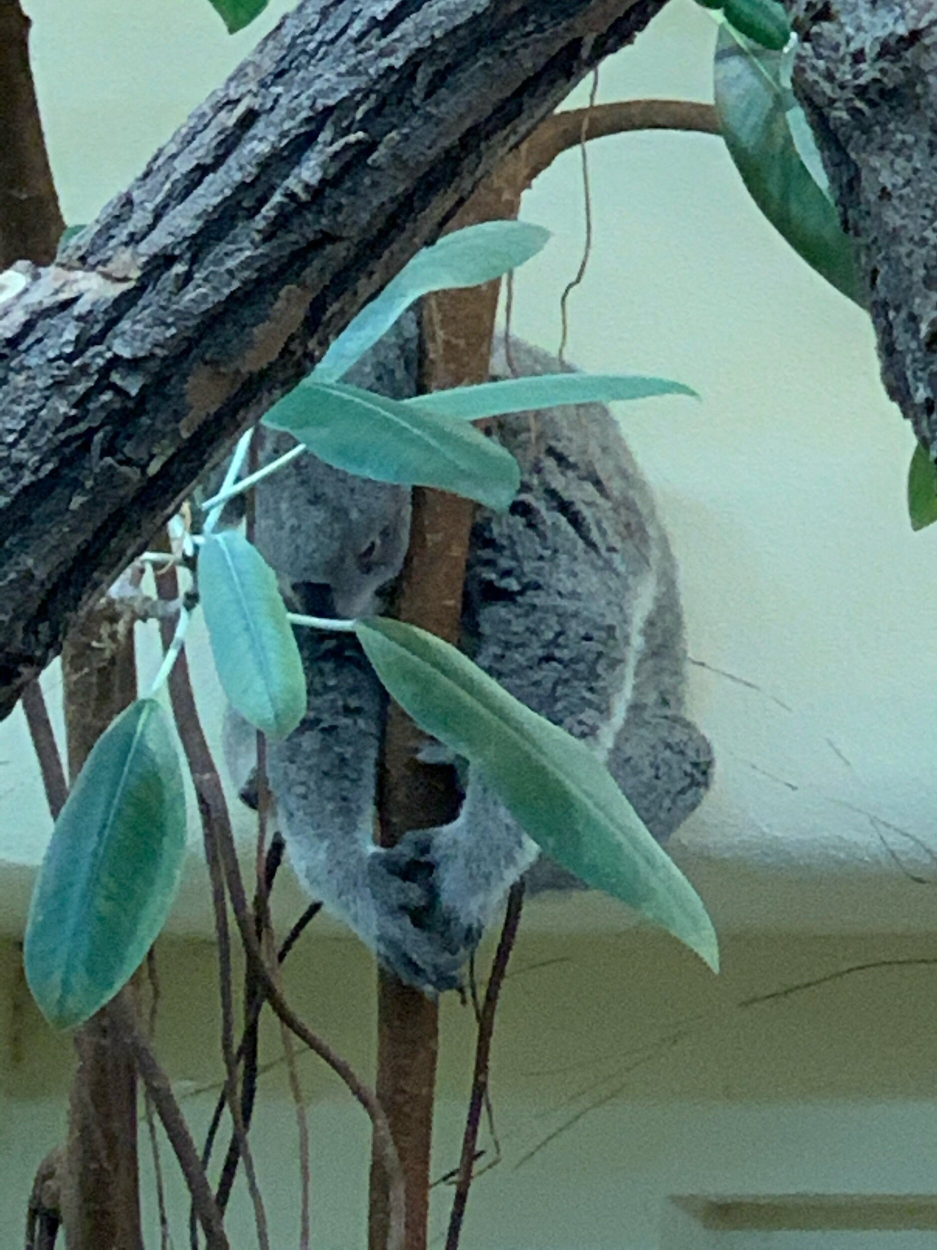 koala-theprivatetraveller.jpg