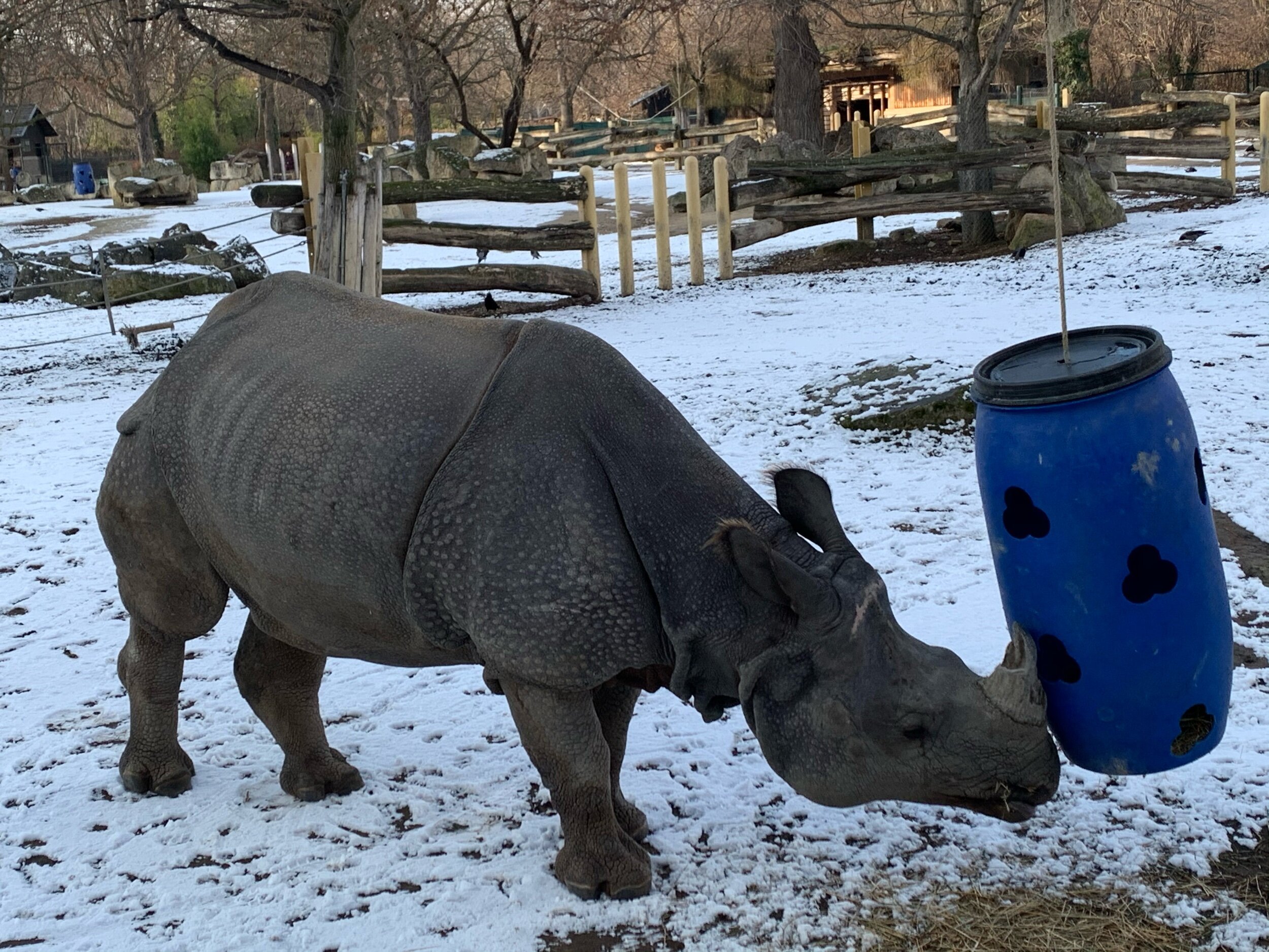 rhino-zoo-theprivatetraveller.jpg