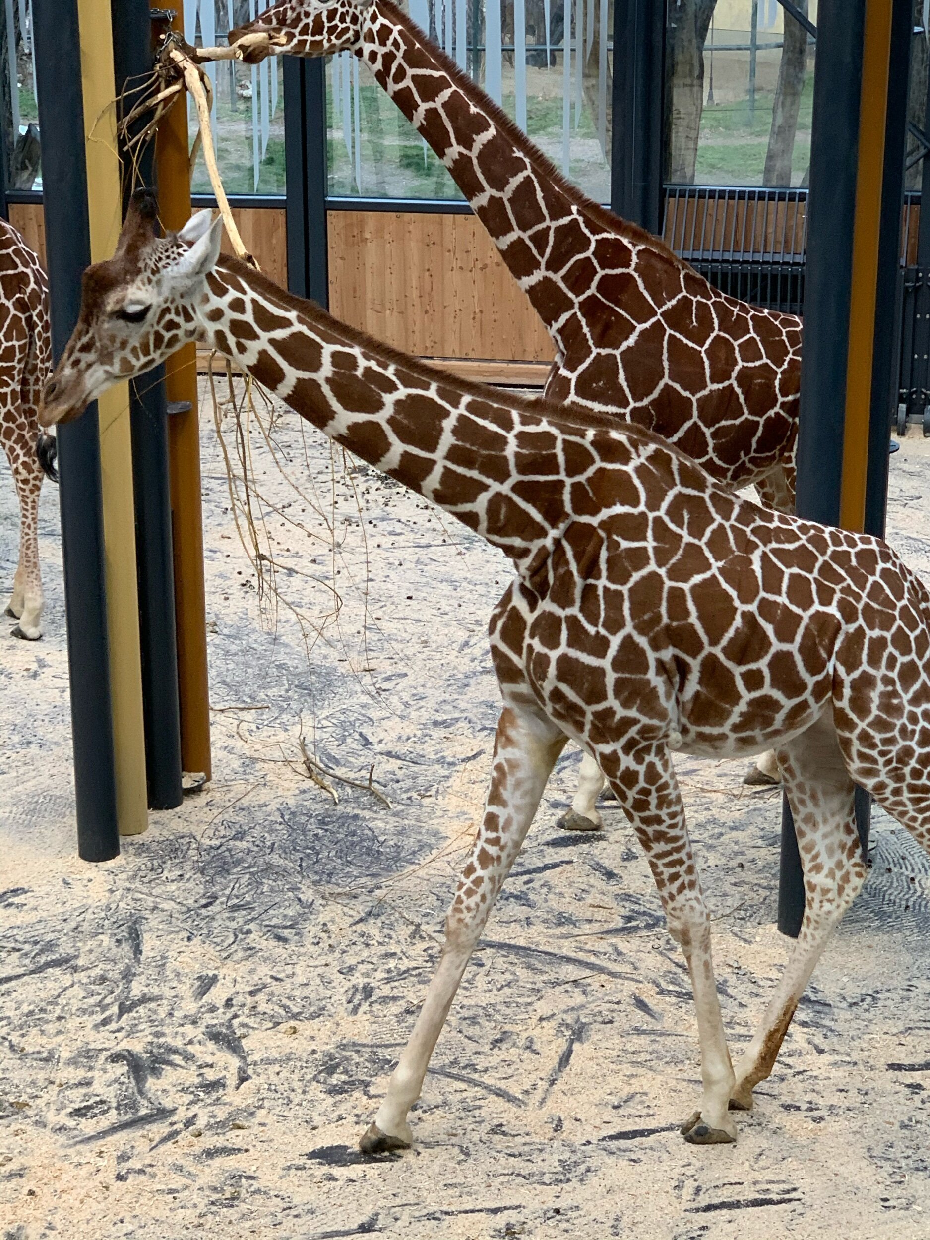 giraffe-theprivatetraveller.jpg