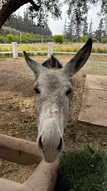 Oberoi-Marrakech-Hotel-Review-Donkey.jpeg