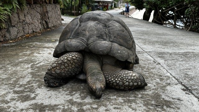 Seychelles-Zil-Pasyon-Tortoise.jpeg