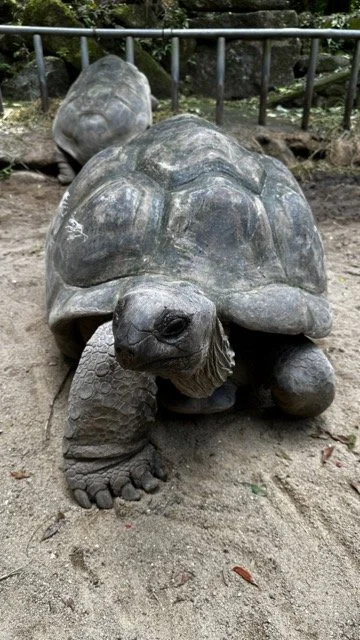 Aldabra-Giant-Tortoise-Closeup.jpeg