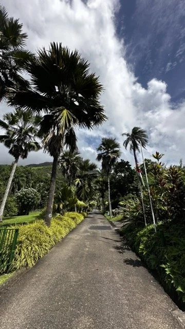 Botanical-Gardens-Palm-Walkway.jpeg