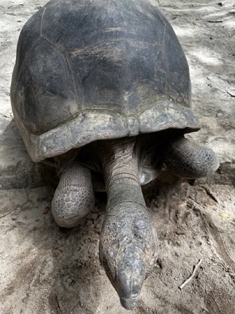 Giant-Tortoise-Seychelles.jpeg