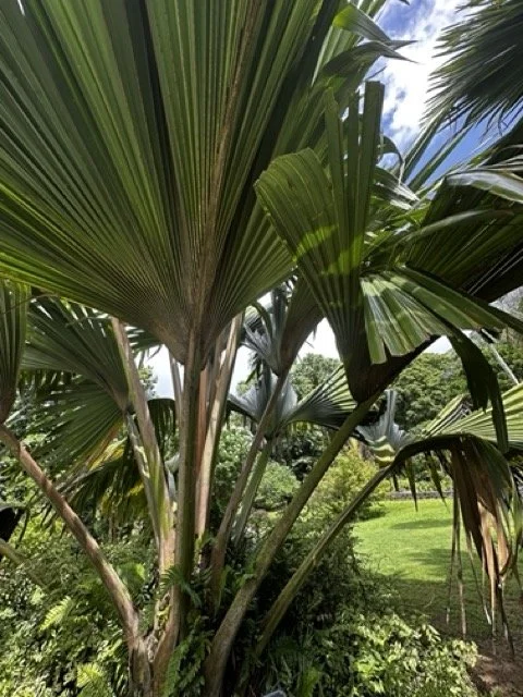 Palm-Leaves-Seychelles-Nature.jpeg