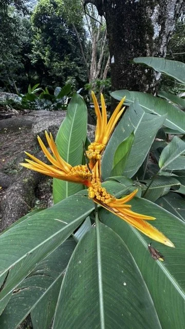 Golden-Heliconia-Flower-Cluster.jpeg
