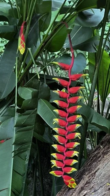 Heliconia-Flower-Red-and-Yellow.jpeg
