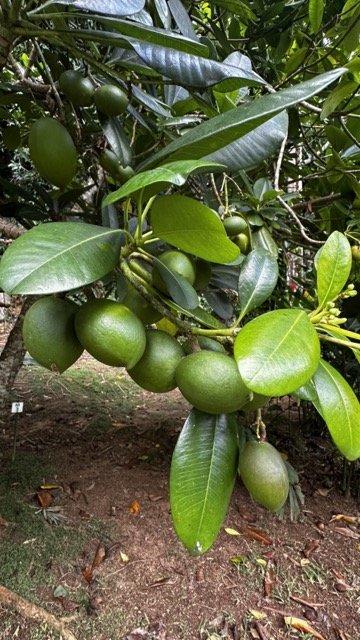 Green-Fruit-Bunch-on-Tree.jpeg