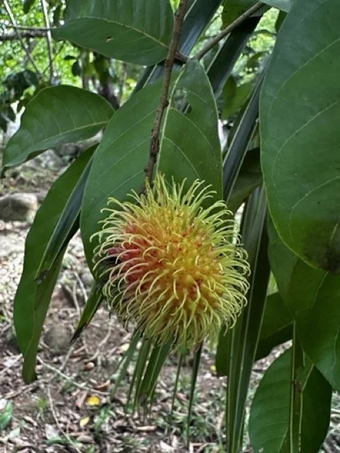 Rambutan-Hanging-from-Branch.jpeg