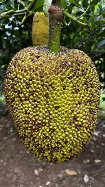 Ripened-Jackfruit-on-Tree.jpeg