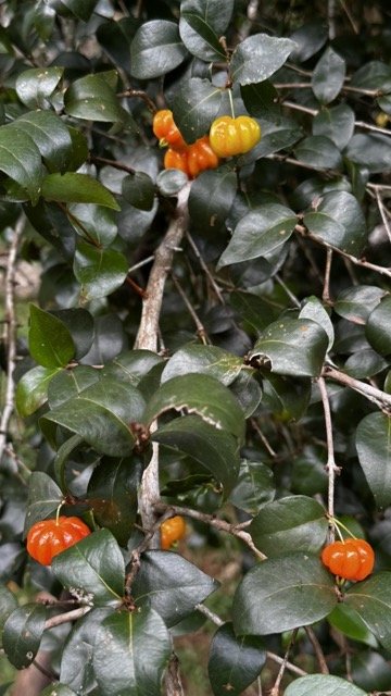 Surinam-Cherries-on-Tree.jpeg