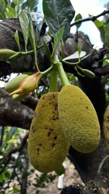 Young-Jackfruit-Growing-on-Tree.jpeg
