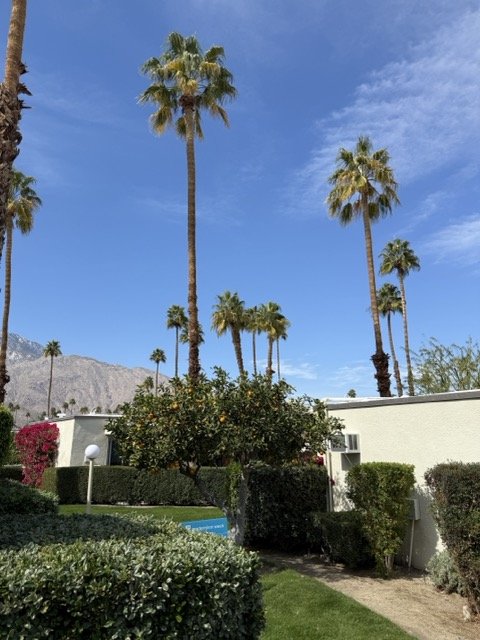 coco-cabana-garden-orange-tree.jpeg