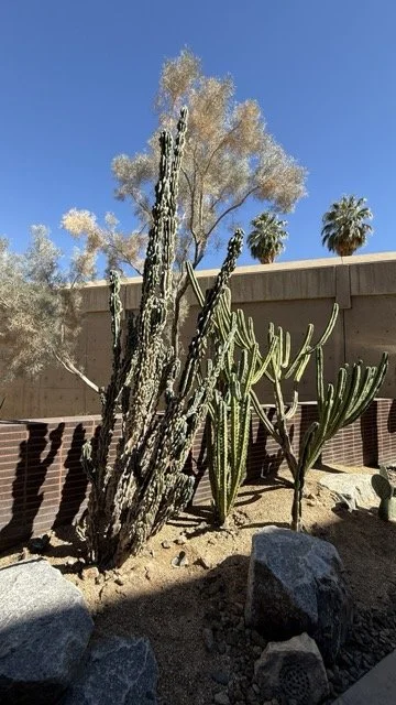 palm-springs-cactus-garden.jpeg