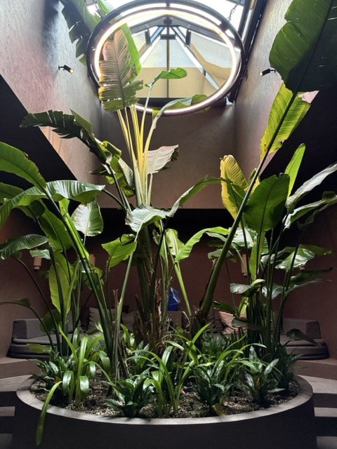 the-mandrake-hotel-damu-spa-tropical-atrium-skylight.jpeg