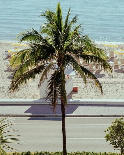 four-seasons-fort-lauderdale-beachfront-palm-tree.jpg
