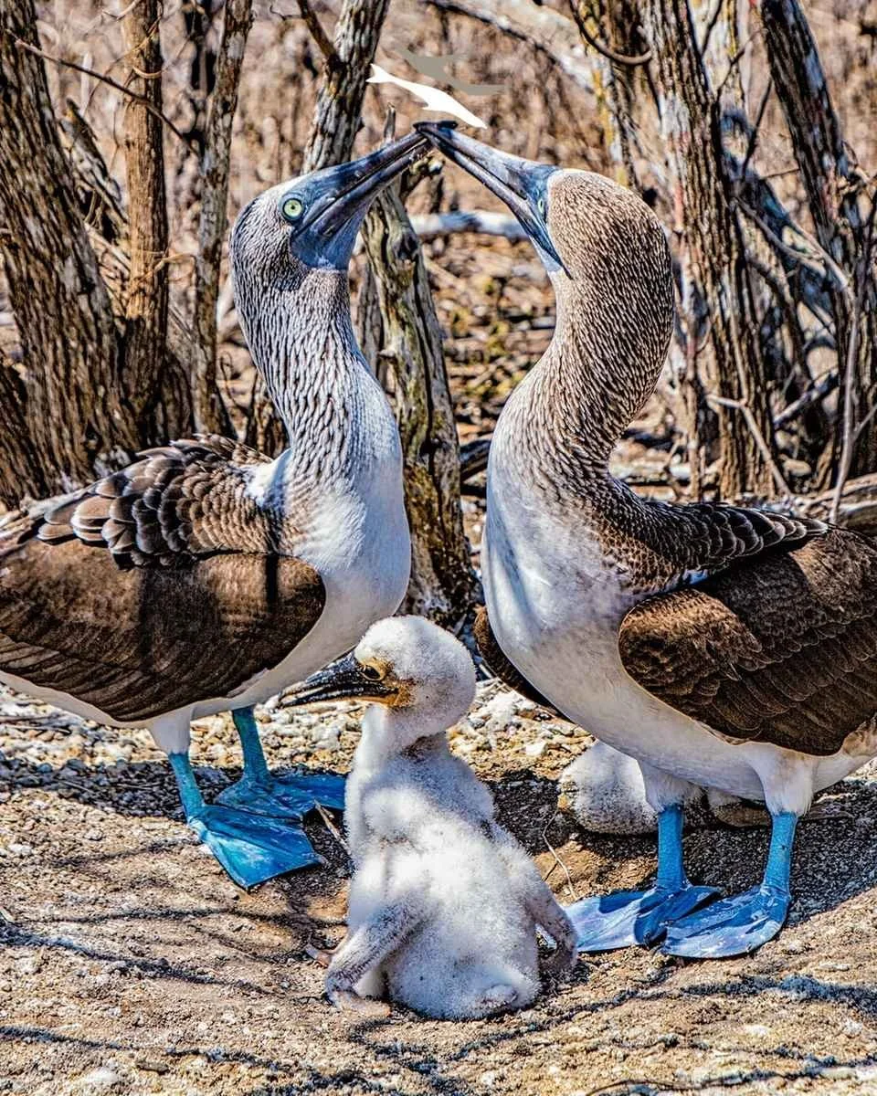 galapagos-blue-footed-booby-family.jpeg