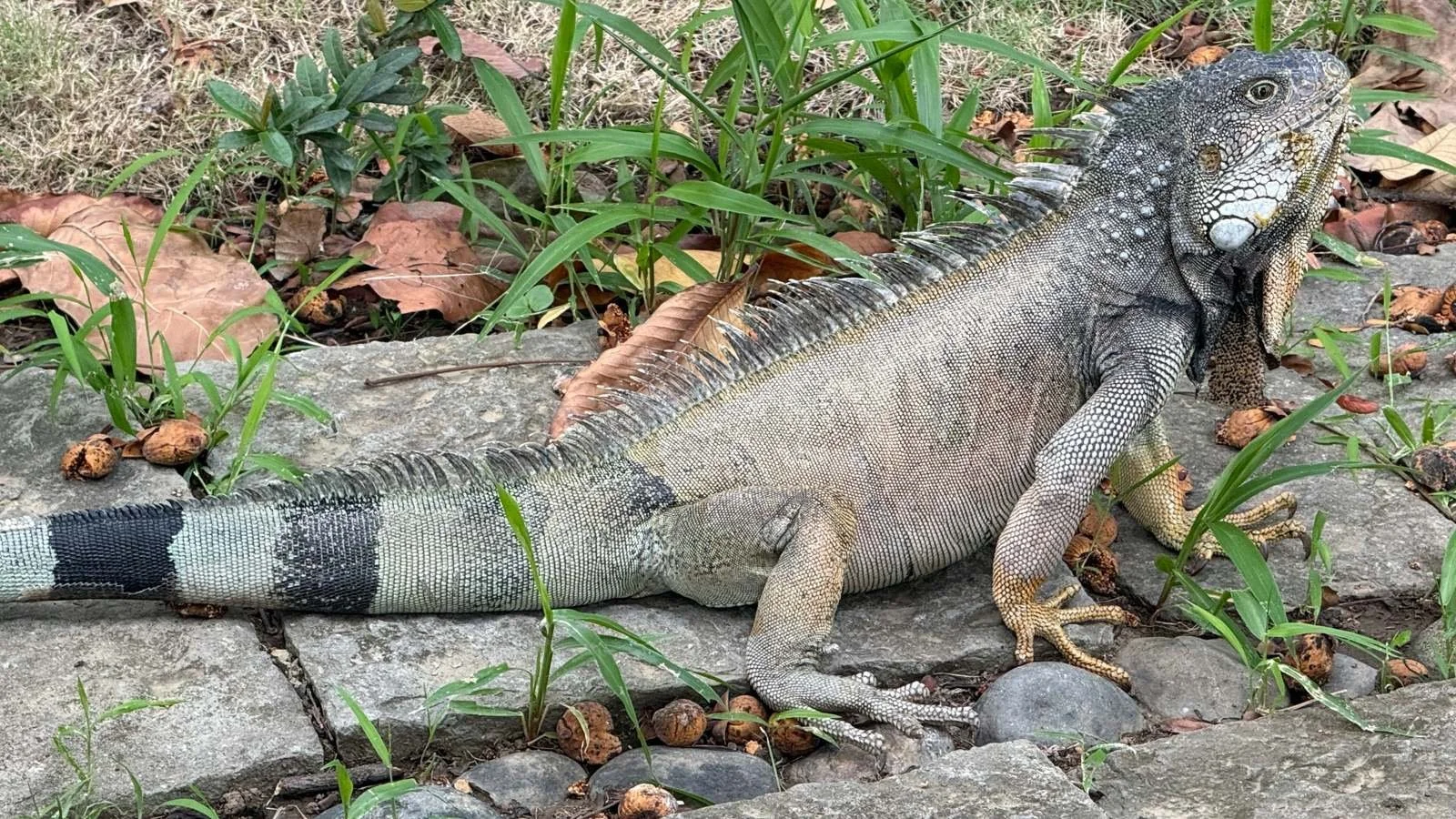 iguana-park-guayaquil-wildlife.jpg