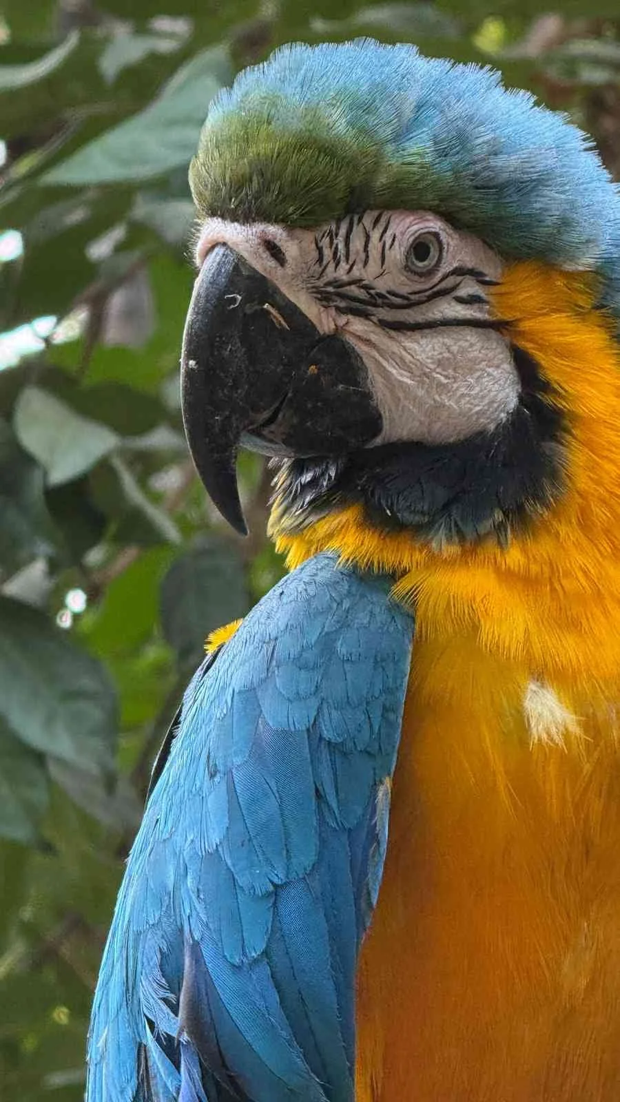 blue-yellow-macaw-close-up-tropical-parrot.jpg