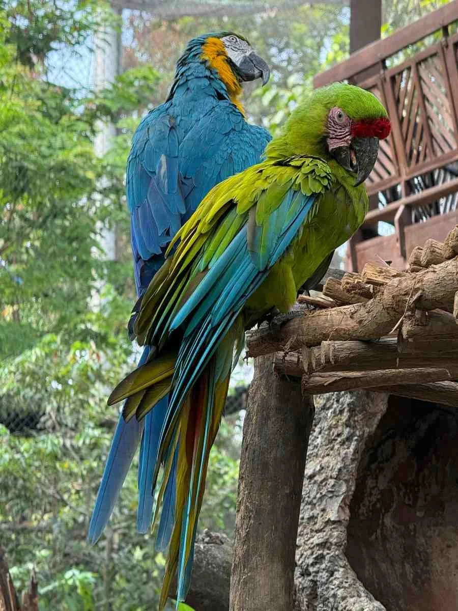 blue-yellow-macaw-green-macaw-perched.jpg