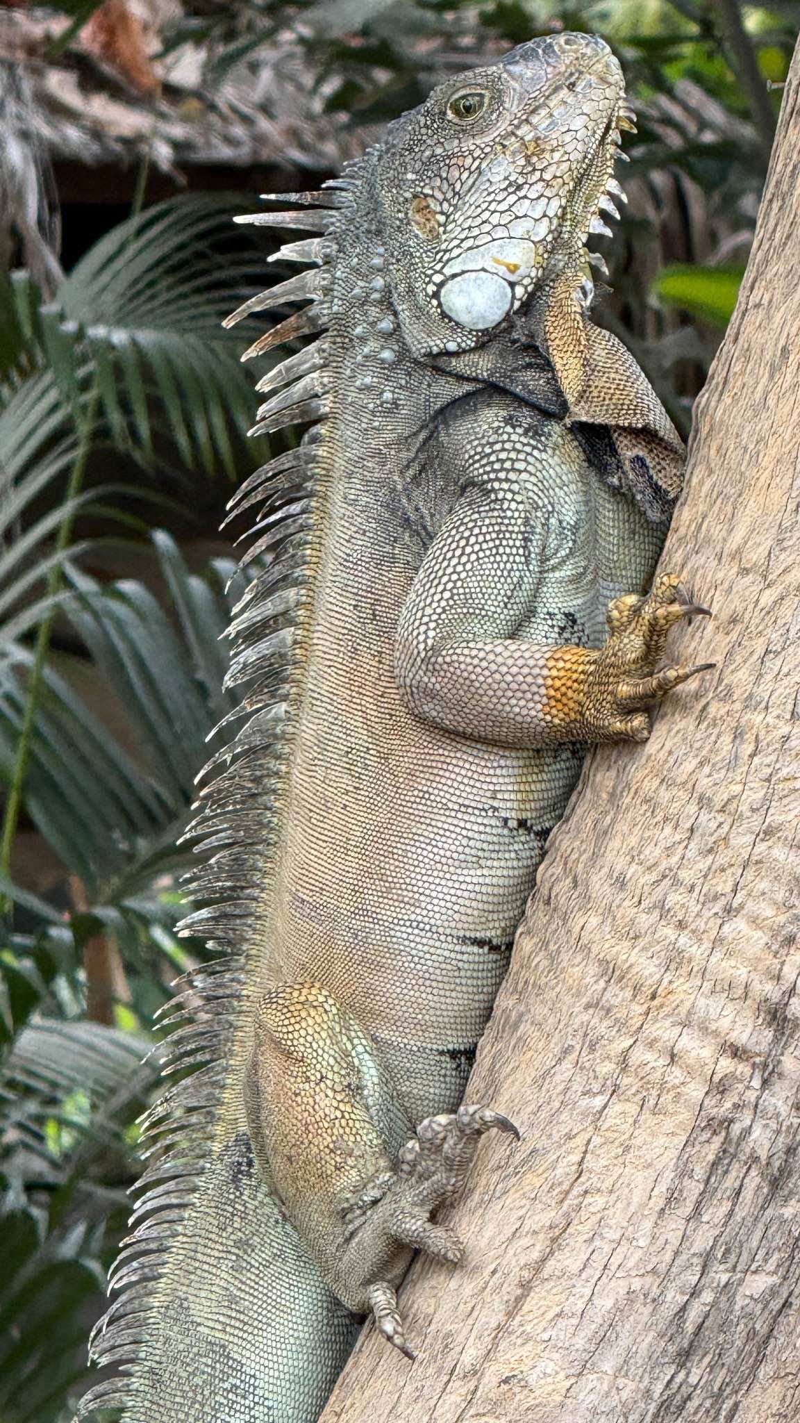 iguana-iguana-park-guayaquil.jpg