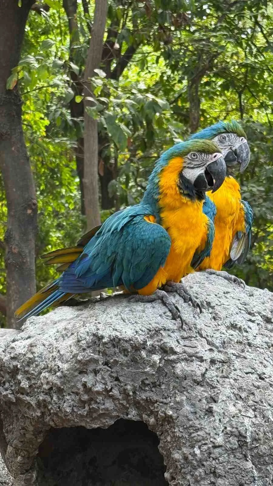 pair-of-blue-yellow-macaws-perched.jpg