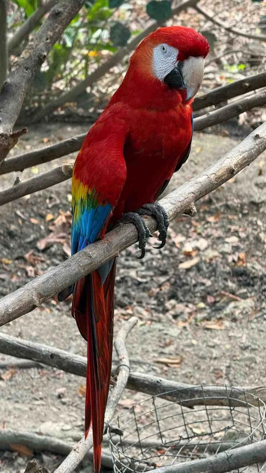 scarlet-macaw-tropical-rainforest.jpg