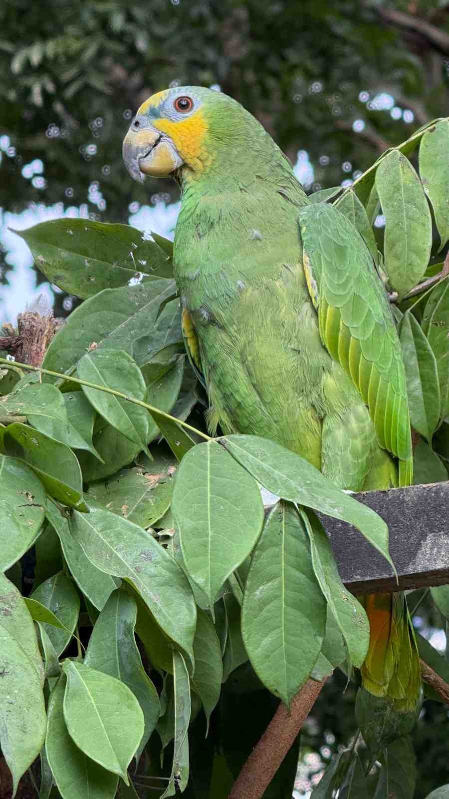 yellow-naped-amazon-parrot-perched.jpg