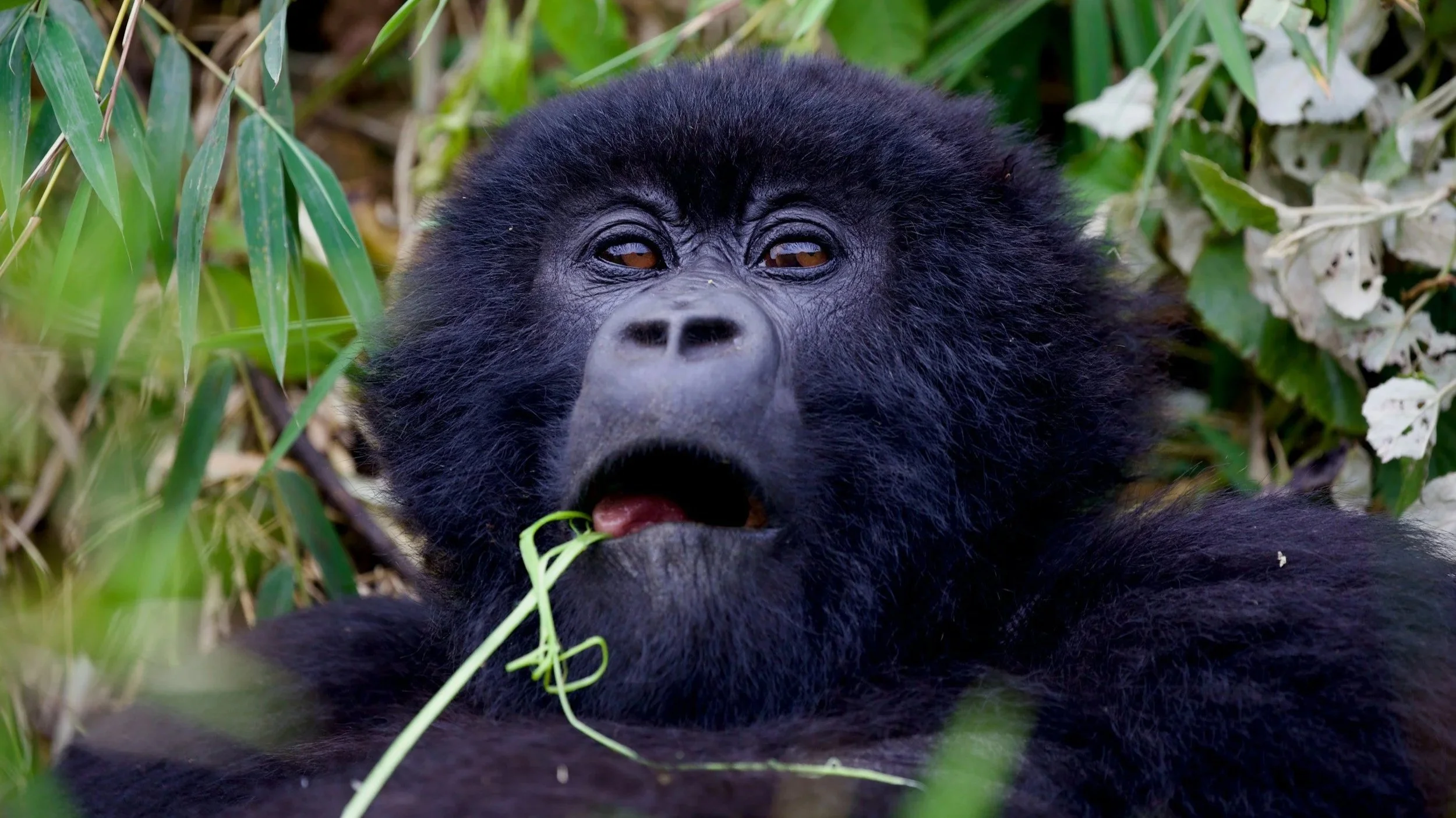 A mountain gorilla sitting in a bamboo forest, holding a stem of grass with a calm expression in its natural habitat.