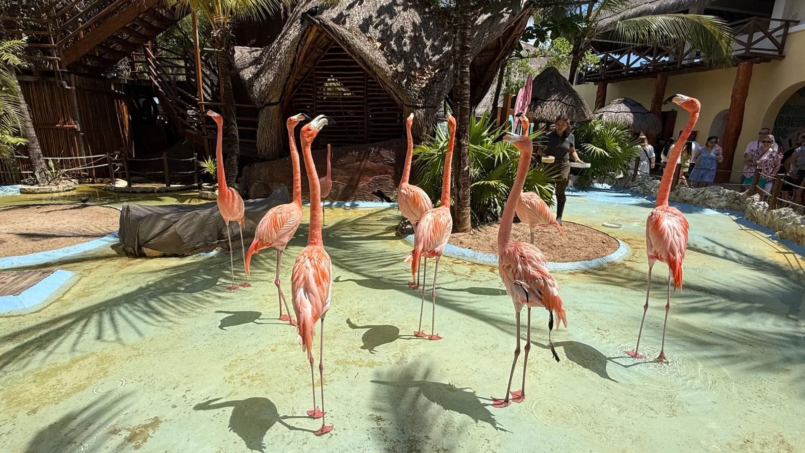 Flamingos standing in shallow water at Costa Maya, Mexico with tropical surroundings and lagoon setting