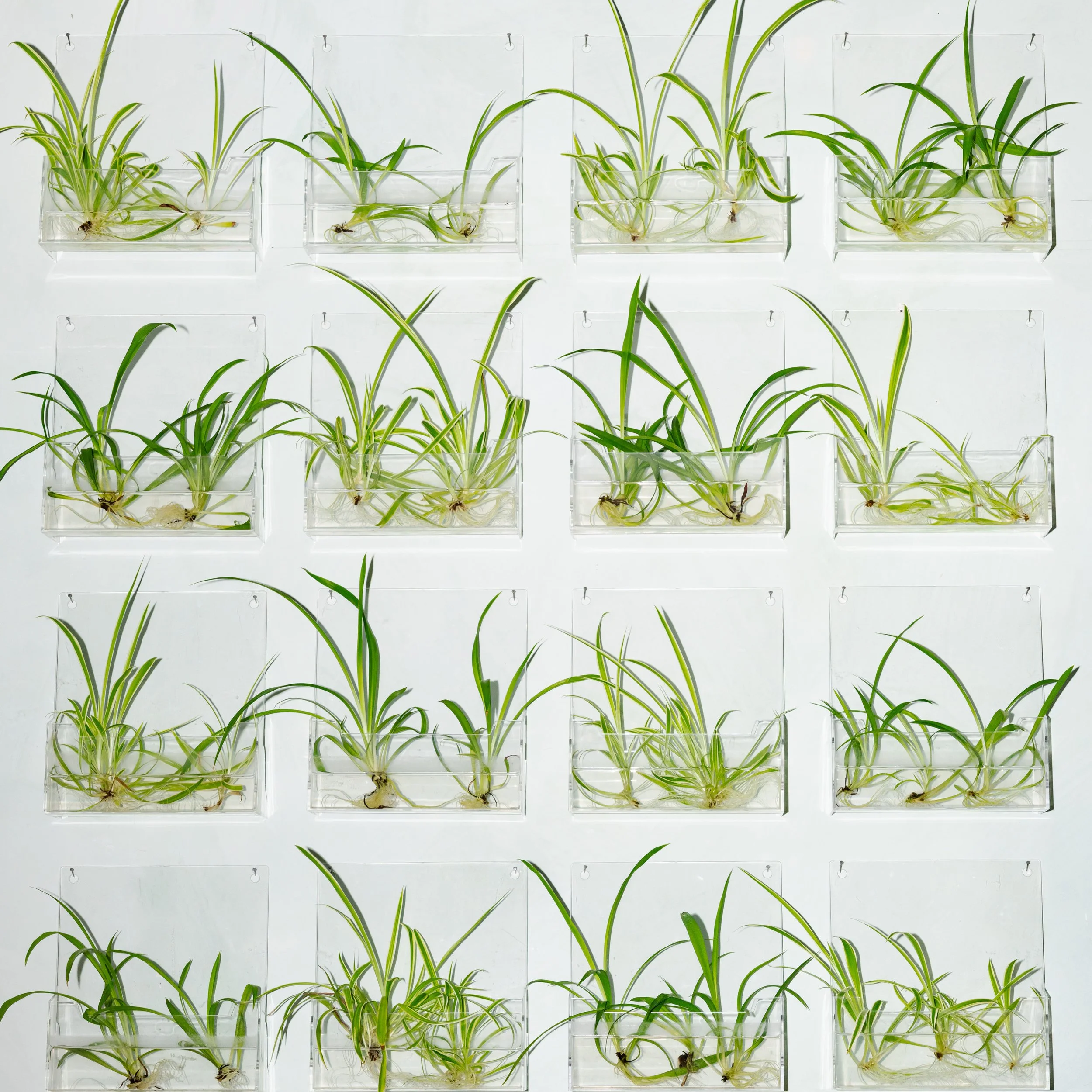 Sachsen Phytotrance
