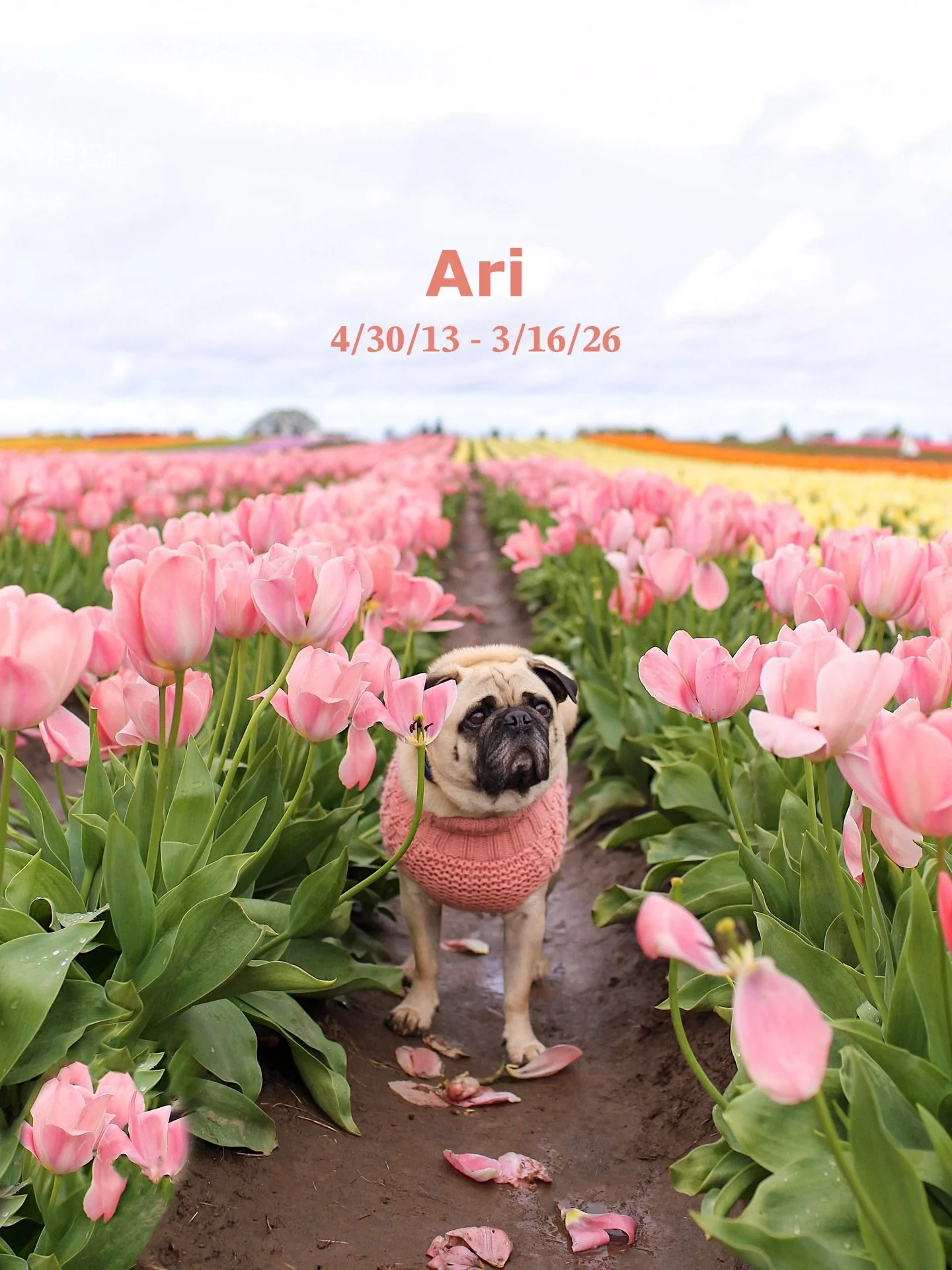 Yesterday I lost my soul dog, my best friend, my child. My sweet boy Ari battled cancer bravely for the last two months and still enjoyed every bit of life. But in the end he was in too much pain, so I decided to take on the pain of losing him and se