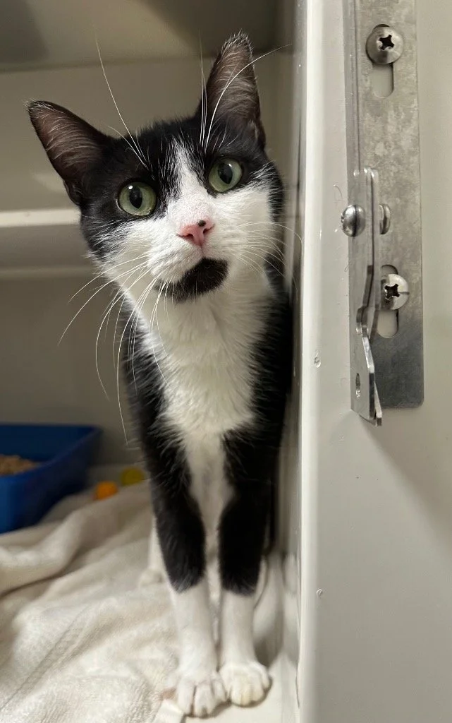 Adoptable Cats — Catskill Animal Rescue