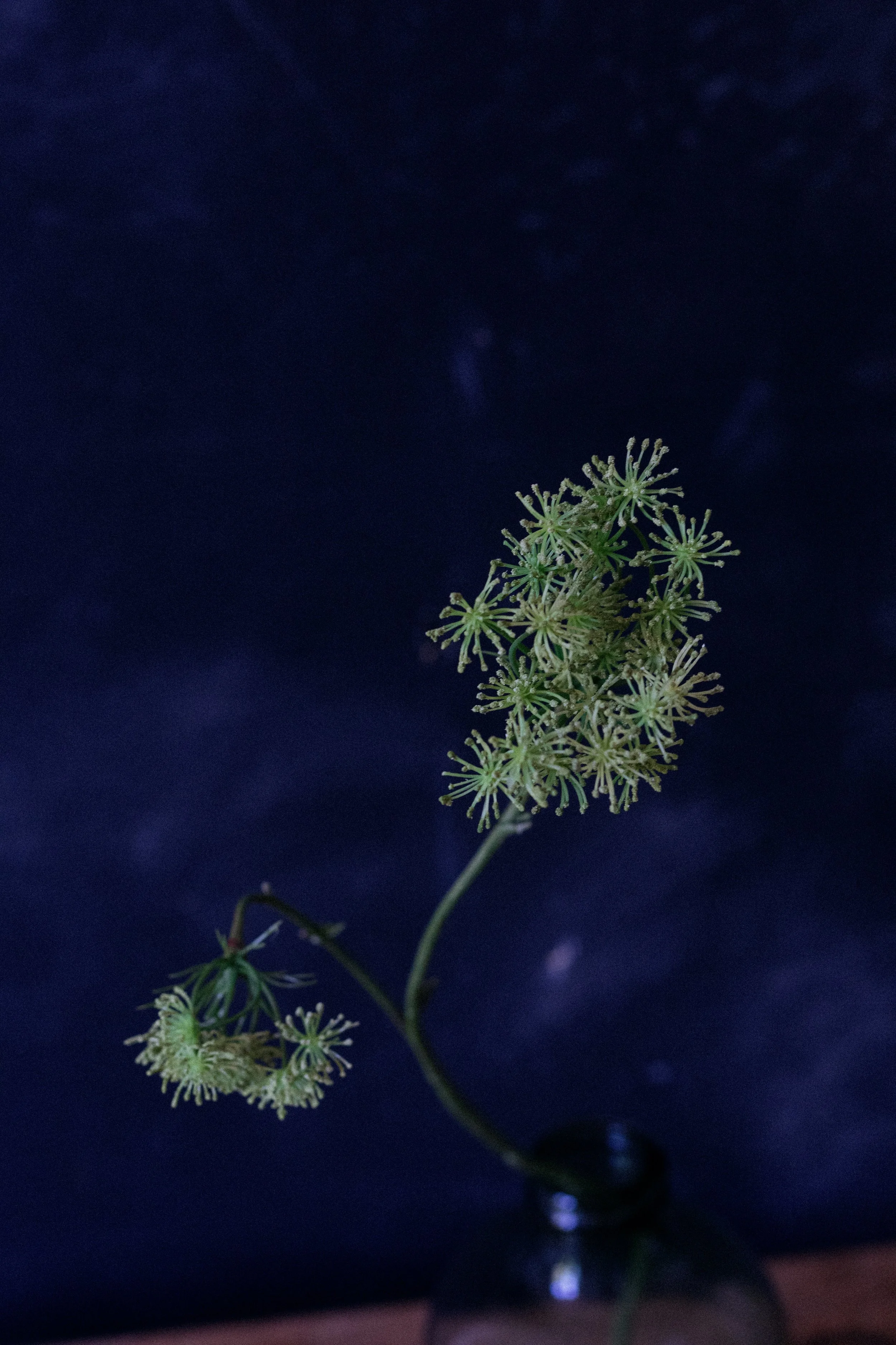 single stem green-0155.jpg