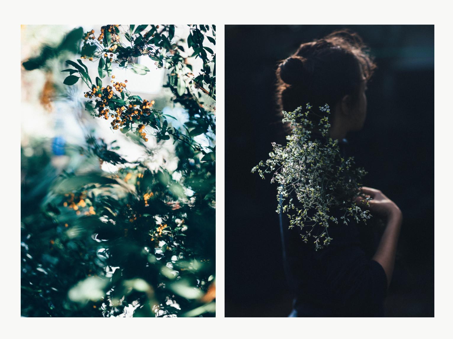 CICELY low res comp isadora botanical.png