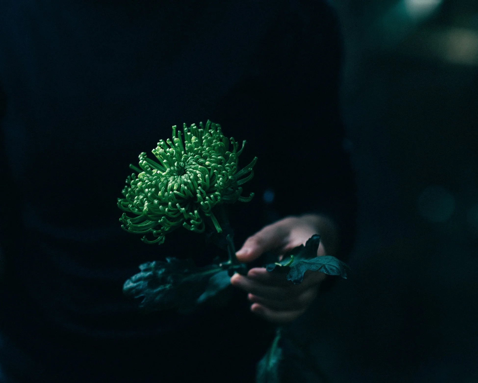 LOW RES CICELY website isadora copy.jpg