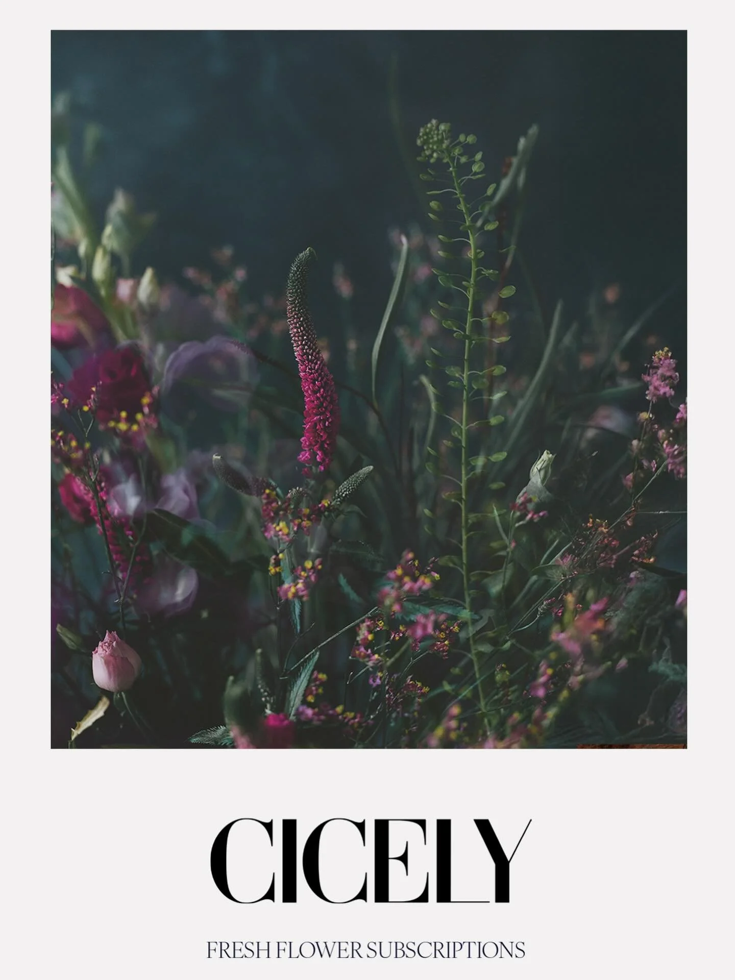 A Cicely weekly bouquet isn&rsquo;t just fresh flowers, it&rsquo;s grounding, a pause, it&rsquo;s colour and energy shifting the tone of your home. It&rsquo;s beauty you can feel. A ritual you don&rsquo;t have to think about... delivered weekly with 