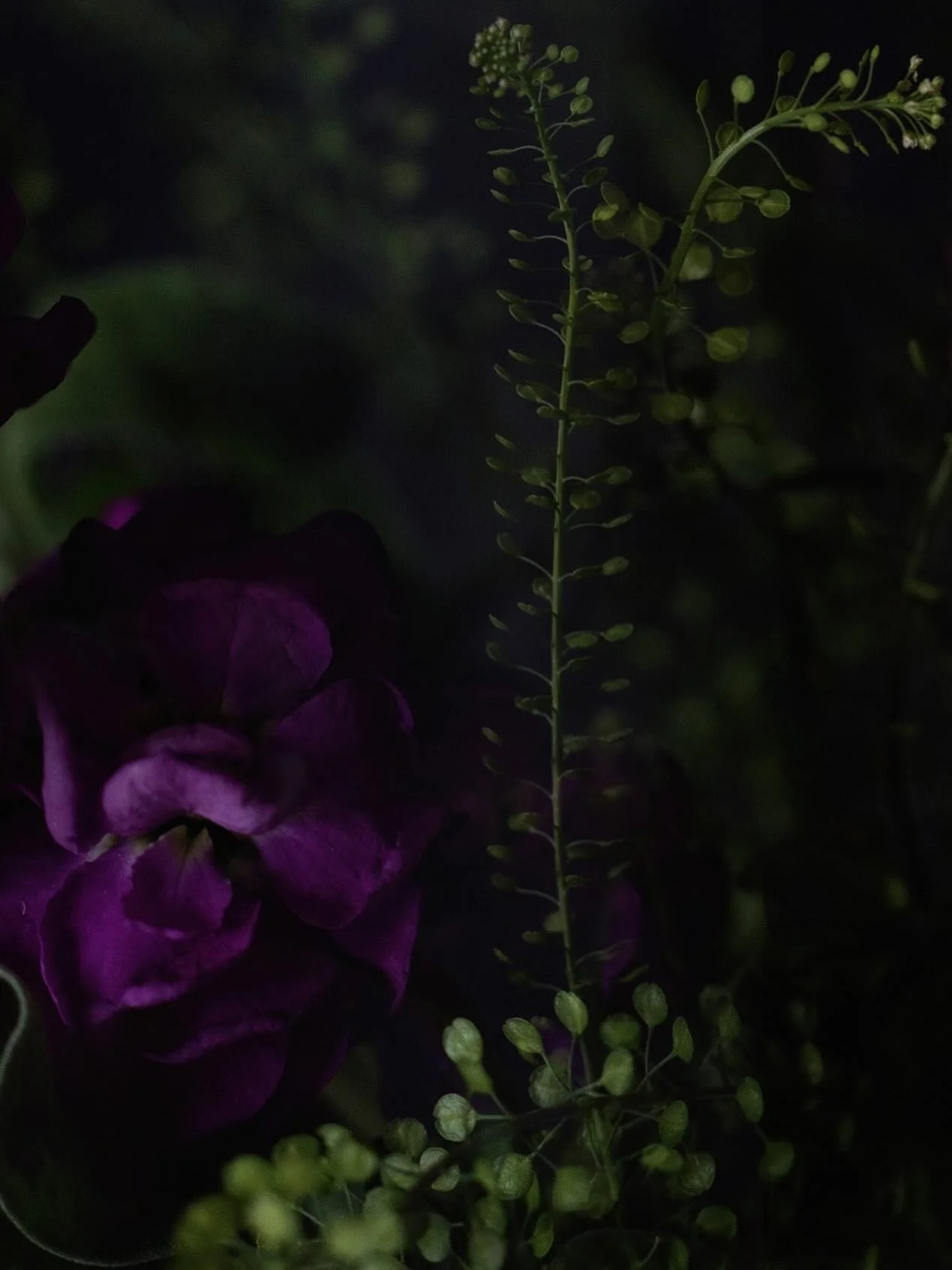 The colours, the textures, and their brief luminous lives invite us to move through the world with more softness, more attention, and more gratitude.
Flower detail from fresh flower subscription by @cicelystudio #selondon #freshflowersubscription