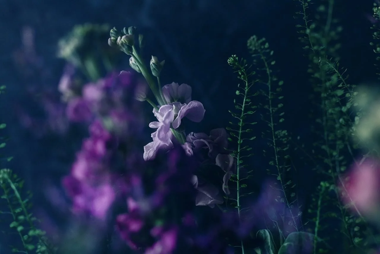 Flowers have a unique  ability to soften a space and nourish the nervous system through their colour, their vibration, and their presence #cicelyflowers #freshflowersubscription