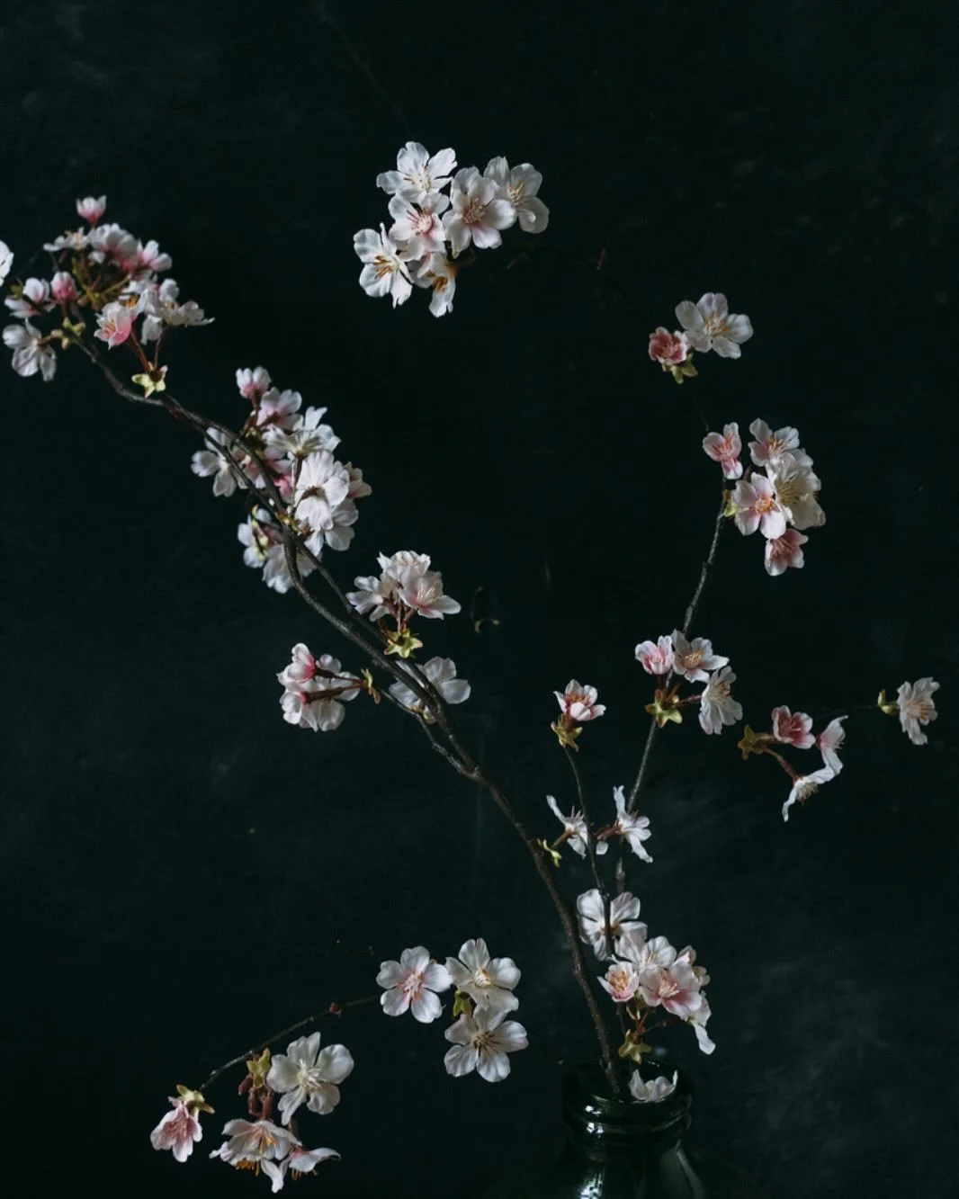 Blossom speaks to the quiet power of renewal #wellbeing #blossom #eventflorist #weddingplanning