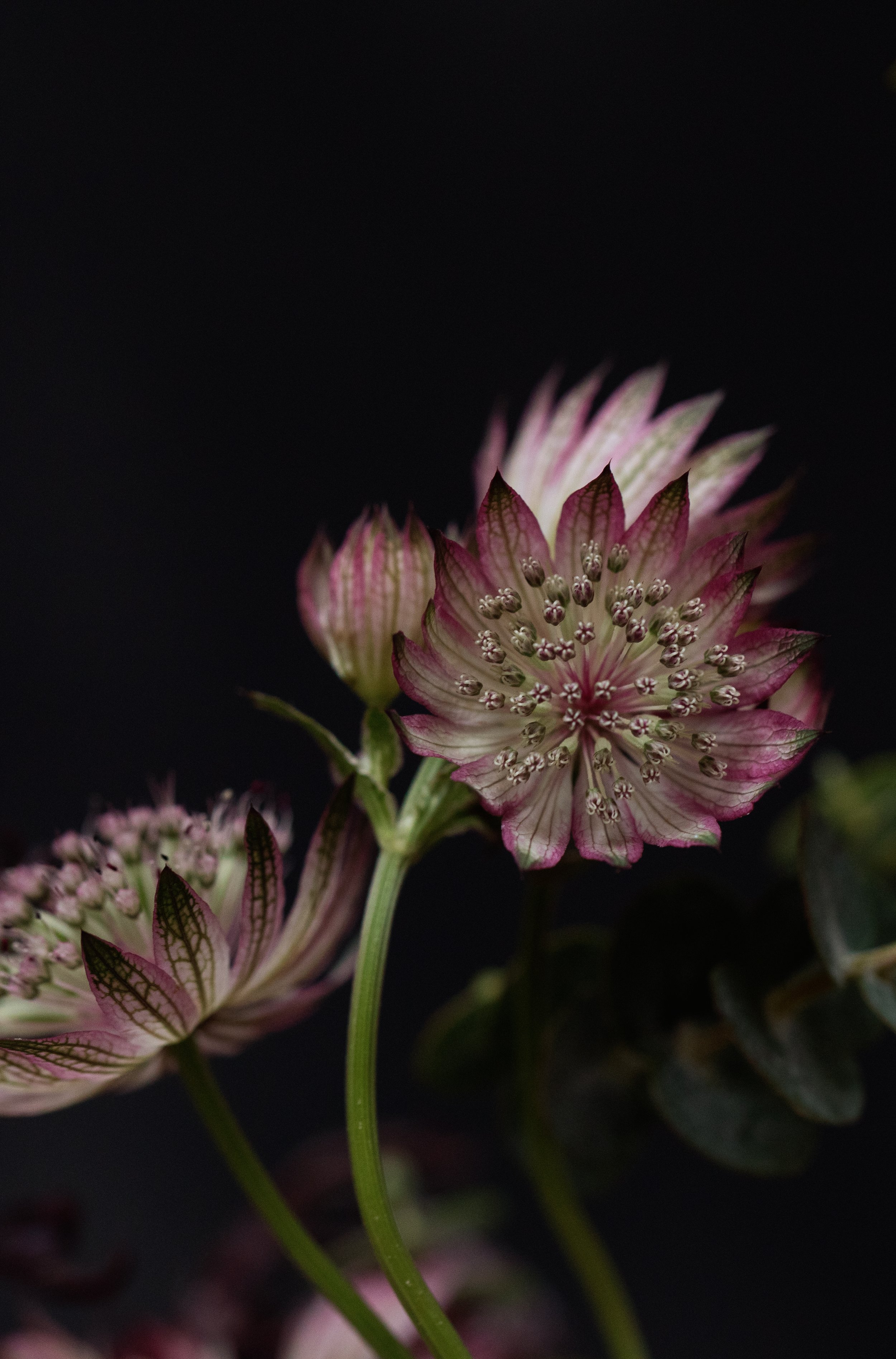 look book cicely subscription flowers london-0769.jpg