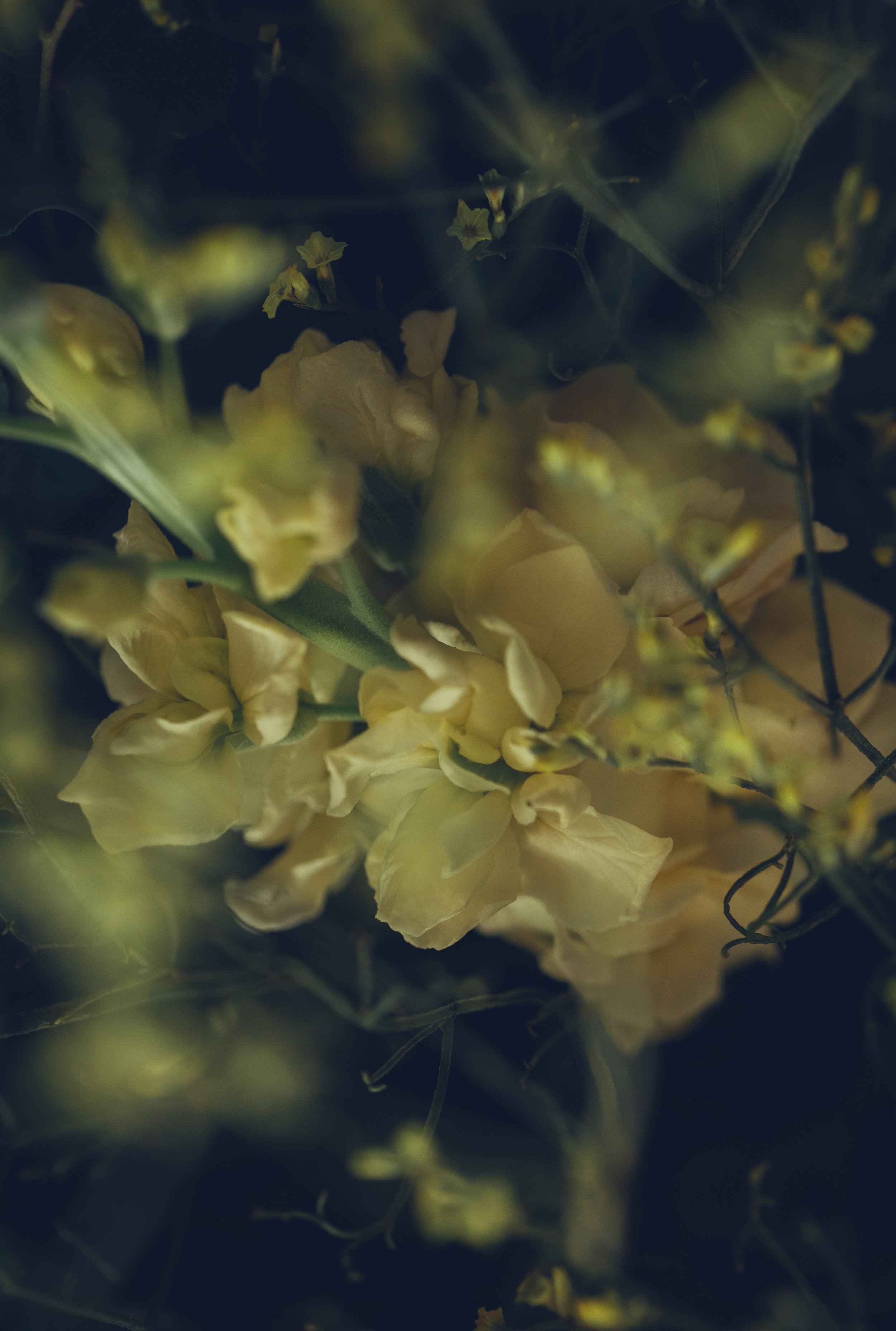 subscription flowers blackheath london delivery fresh-2592.jpg