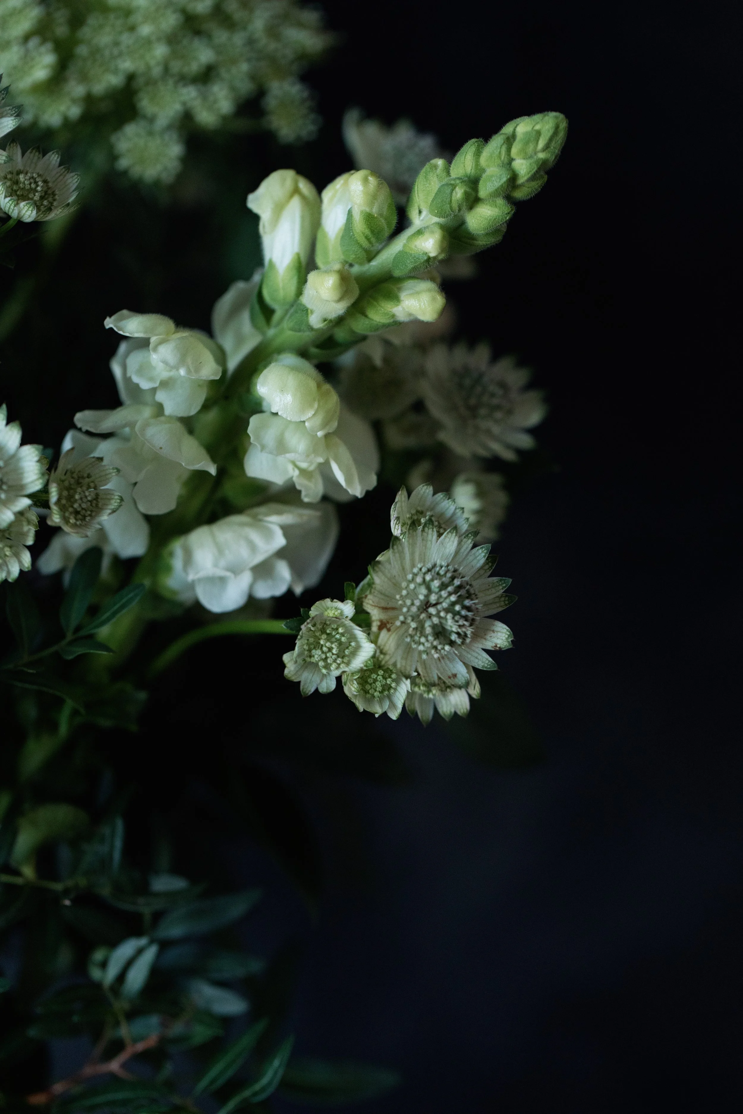 flower subscription spring blackheath london delivery -2817.jpg