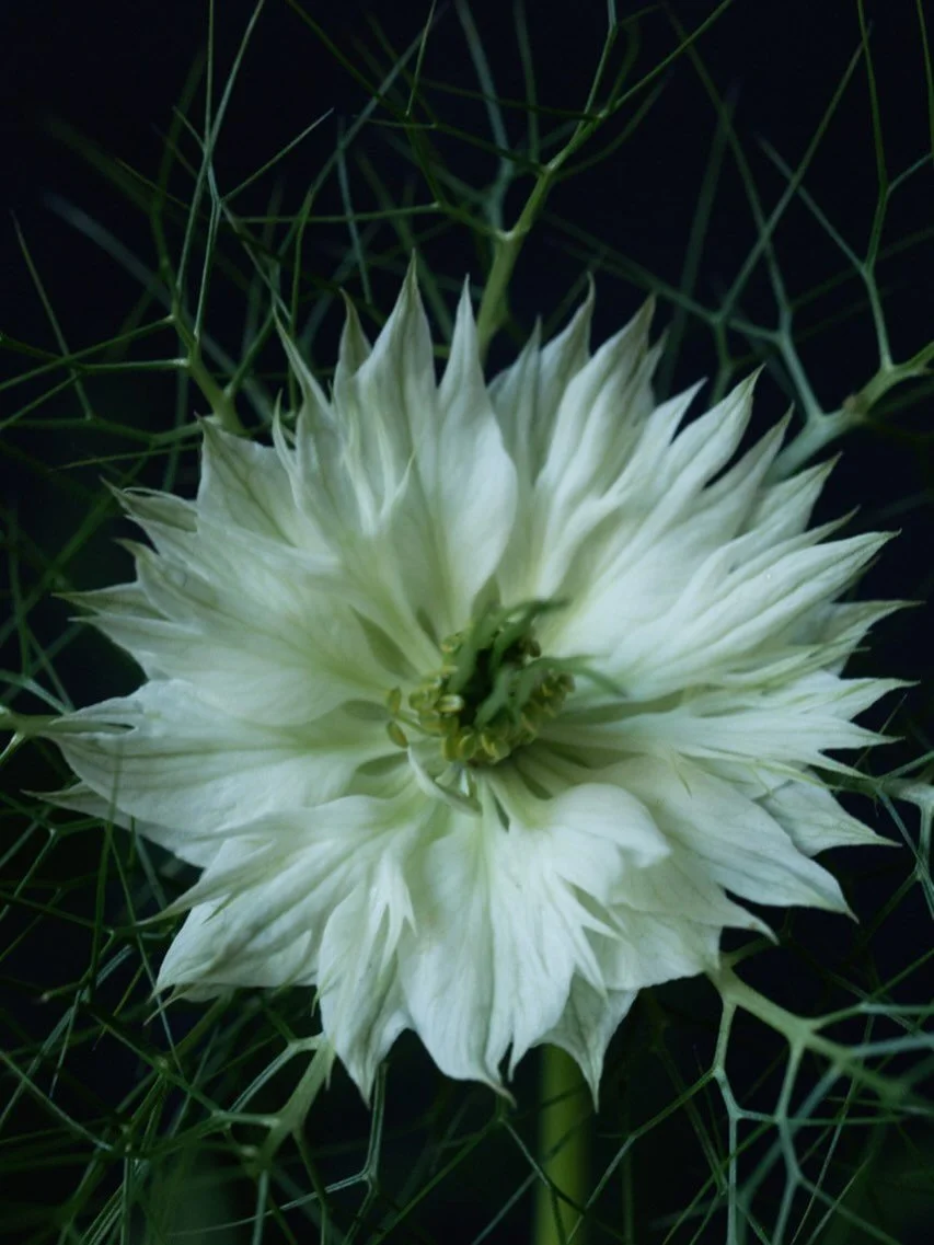 The effects of the flowers we choose arise in the relationship between your perception and the plant&rsquo;s form; a quality of being that your awareness can tune into.

Over time, Nigella flower can draw your perception into awareness of the finer d